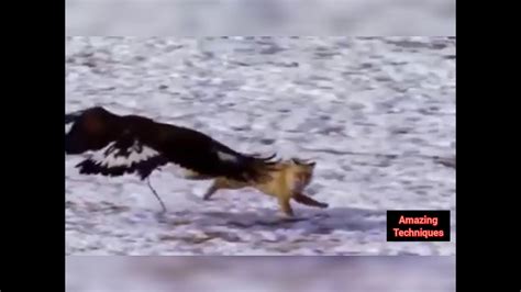 Most Deadly Eagles Attacks 2019 Golden Eagle Vs Mountain Goat Hawk