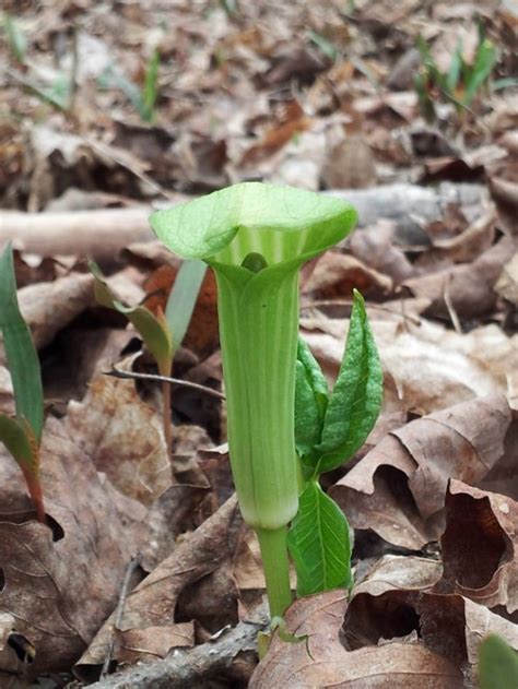 Northern Jack In The Pulpit Curious By Nature