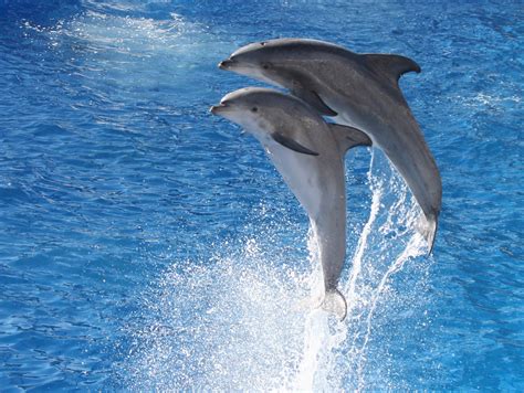 Two Dolphins Jumping Together Nathan Rupert Flickr