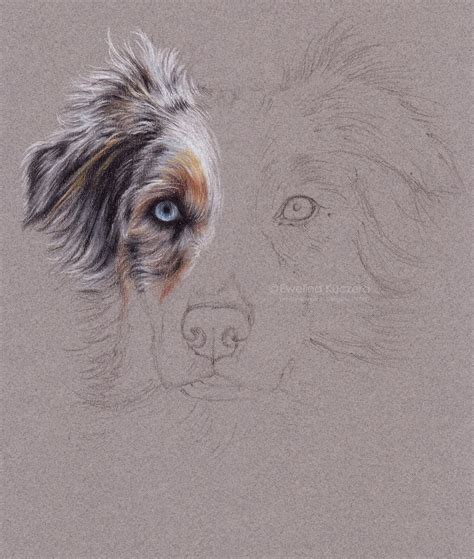 Australian Shepherd Step By Step Blog About Drawing Reviews Tips