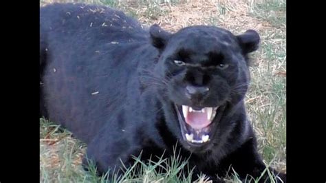 Although more rare, black leopards coexist with their. African Black Leopard In Heat - Cat Growls Snarls Displays ...