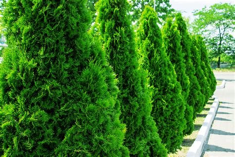 Green Giant Arborvitae High Tech Landscapes