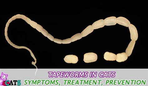 Tapeworms In Cats Symptoms Treatment Prevention Catsfud