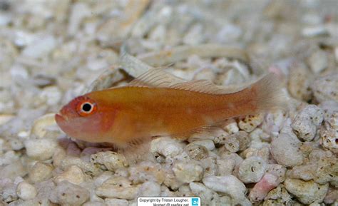 Trimma Barralli Red Pygmy Goby