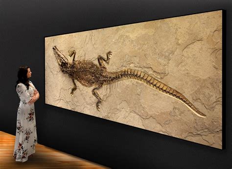 Fossil Art From The Eocene Comes To New York City New York City Ny Patch