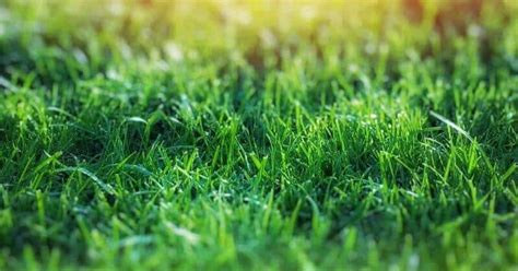 Lawn sprinklers can prove to be an excellent investment if you learn how to use them properly and if you know how to control them. 4 Best Ways To Water Your Lawn Without A Sprinkler System