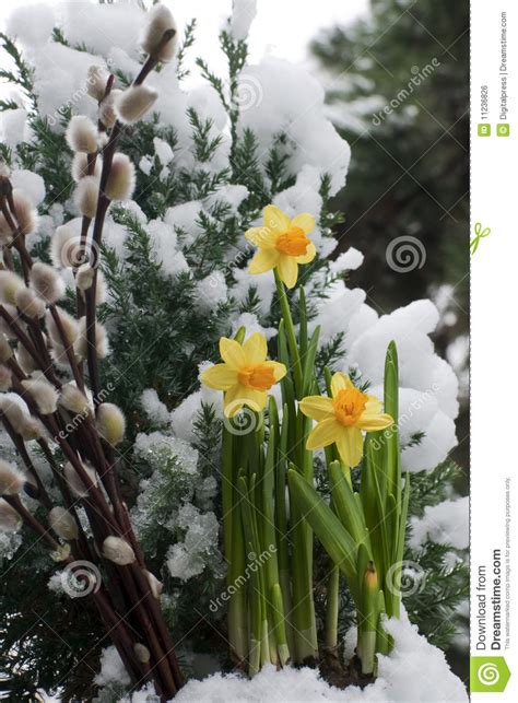 Spring Comes Willow Catkin And Daffodil Stock Photo Image Of Catkin