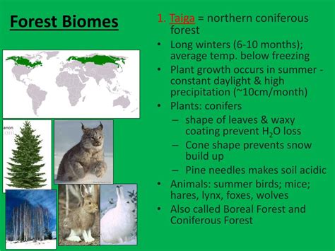 Ppt Forest Biomes Powerpoint Presentation Free Download Id2197459