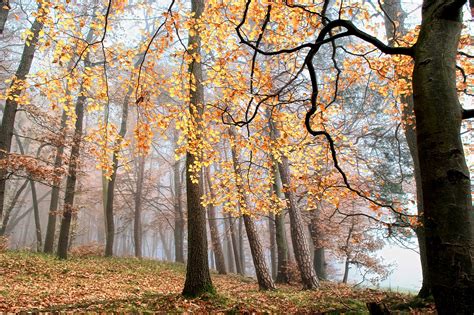 773430 Forests Fog Trees Rare Gallery Hd Wallpapers
