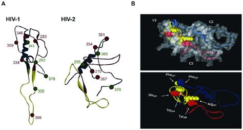 Conformational Structure Of C2 V3 And C3 Envelope Regions In Hiv 1 And