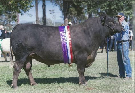 Tasmanian Buyer Secures Top Price Bull At Ayr Park Murray Gray Sale