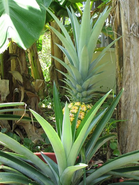 The Pineapple In Pictures Garden Fl
