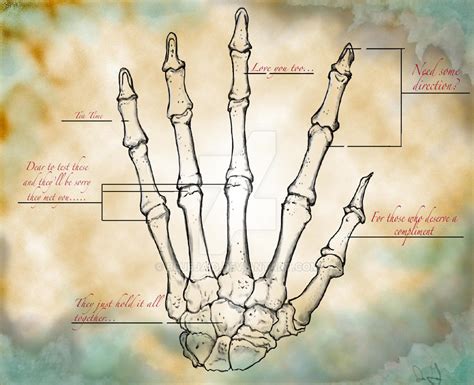 Hand Anatomy Grunge By Bluejaid On Deviantart
