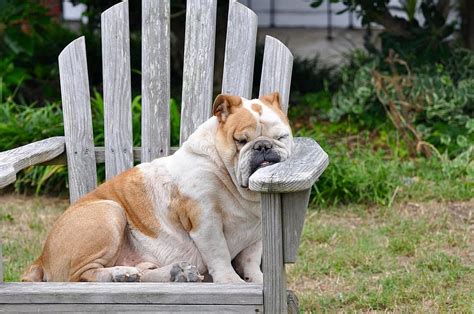 Dog Sleeping Resting Rest Canine Tired Sleepy Funny Adorable