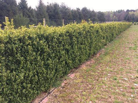 Elveden Instant Hedge Deciduous And Evergreen Hedges By Practicality