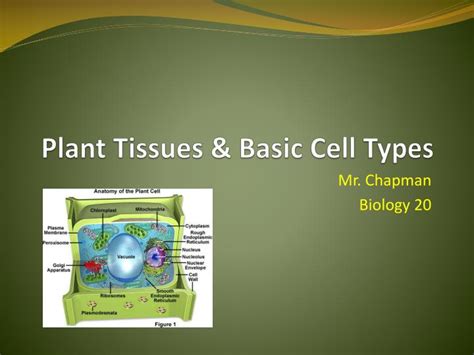 Ppt Plant Tissues And Basic Cell Types Powerpoint