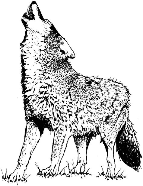 Viewing thetearcollecter s profile profiles v2 gaia online. Download High Quality wolf clipart black and white ...