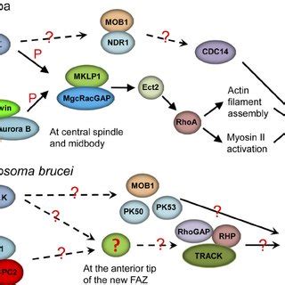 Symmetrical cytokinesis is when cells divide evenly, such as diploid animal and plant cells in the mitosis process of cell division. Comparison of the cytokinesis regulatory pathways mediated ...