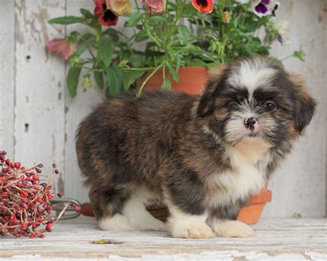 Shih Tzu Puppy For Sale Millersburg, OH Male- Lebron – AC Puppies LLC
