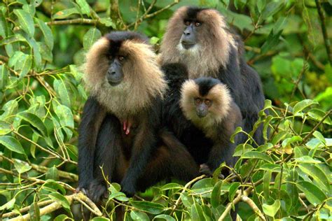 Lion Tailed Macaque A Rare Species Of Primate In India Faces Threat Of