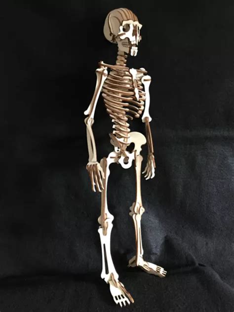 Laser Cut Wooden Skeleton 3d Modelpuzzle Kit £1999 Picclick Uk