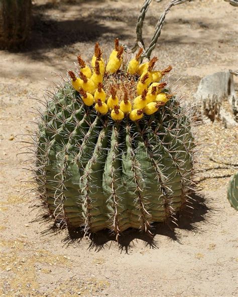 Young Saguaro Cacti In The Arizona Sonoran Desert Stock Photo Image