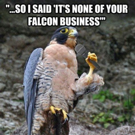 Falcon Business Funny Animal Fails Animal Captions Funny Animals