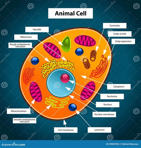 Cellula Animale Illustrazione Vettoriale Illustrazione Di Studio