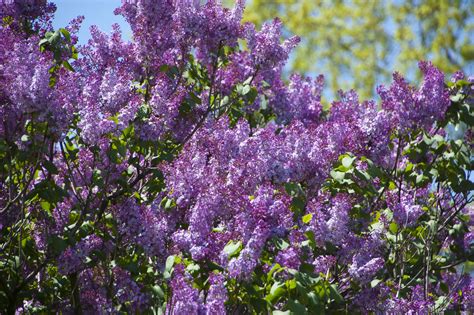 Common Lilac Holden Forests And Gardens