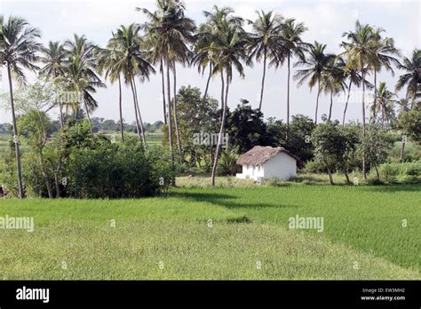 Rice Fields And Palm Trees Near A Village In Tamil Nadu India Asia