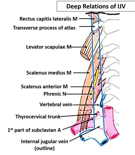 Internal Jugular Vein Tributaries And Connections