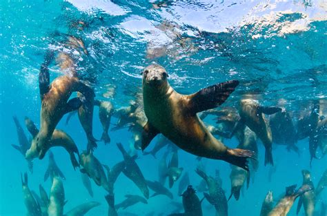7 Facts About Sea Lions