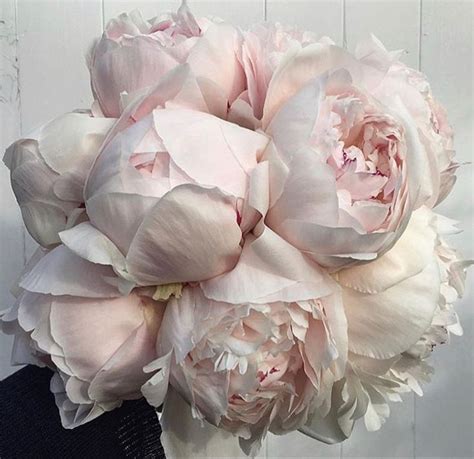 Blush Peonies In 2020 Pink Peonies Bouquet Flowers Peony Flower