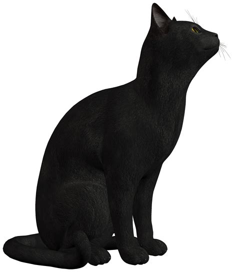 Real Black Cat Png