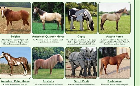 Popular Breeds Of Horses Poster Tiger Moon