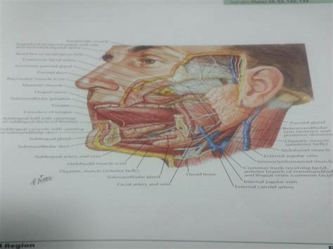 Submandibular Region Anatomy Of The Neck