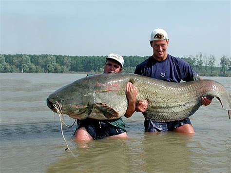 The Cult Of The Wels Catching Giant 200 Plus Pound Catfish In European