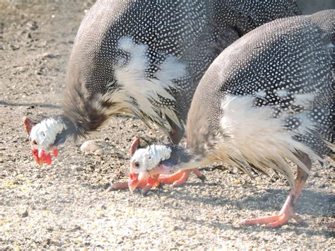 If you decide to raise guinea fowl for egg production, here are a few things you should know… when do guinea hens lay eggs? Guinea Hens , Guinea Keets, and Silkie Chickens - Tyrese ...