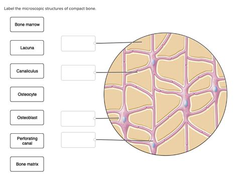 This shows the architecture of compact bone which is designed to nourish and regulate osteocytes and bone matrix. Solved: Label The Microscopic Structures Of Compact Bone. ... | Chegg.com
