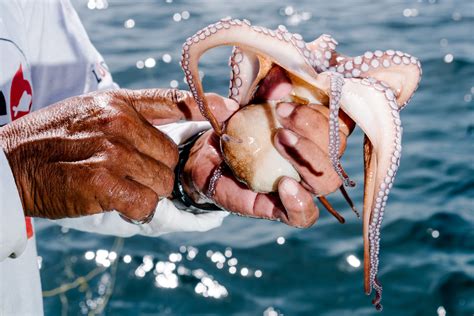 The Race To Produce The Worlds First Farm Raised Octopus Time