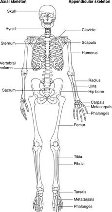 Skeleton and muscle | Basicmedical Key