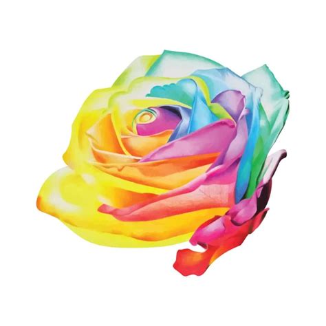 Beautiful Hand Drawing Rainbow Rose — Stock Vector © Tseiha 156062070