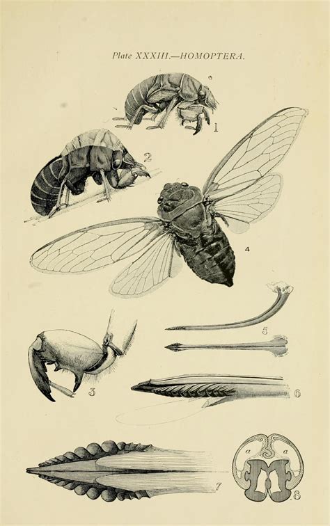 Australian Insects Biodiversity Heritage Library Scientific