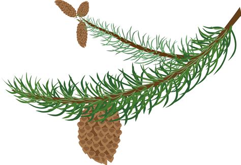 Evergreen Boughs Clipart 20 Free Cliparts Download Images On