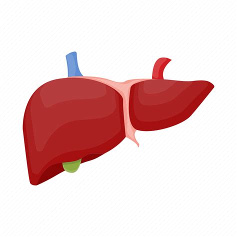 Anatomy Human Internal Liver Medicine Organ Icon Download On