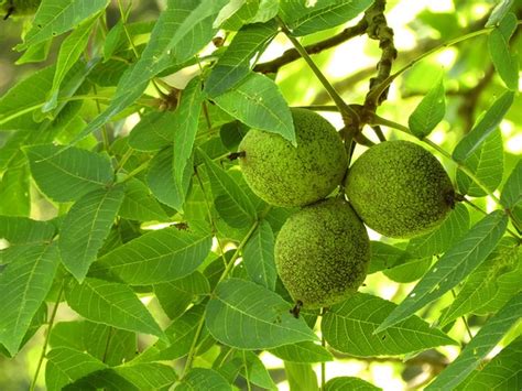 Juglans Nigra Black Walnut North Carolina Extension Gardener Plant Toolbox