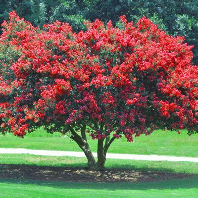The desert willow performs well along streams, ditches, rivers and desert washes. Crape Myrtle Trees for Sale | Flowering Trees - Moon ...