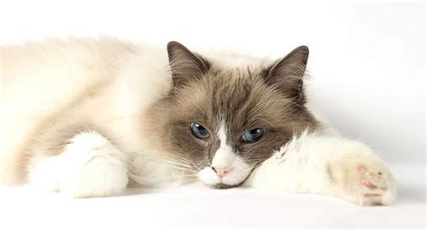 Ragdoll Cat Temperament Everything You Need To Know