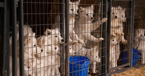 Find reputable breeders in pa, ohio and more. UPDATE: ASPCA Begins Placing Dogs Seized from Iowa Puppy ...