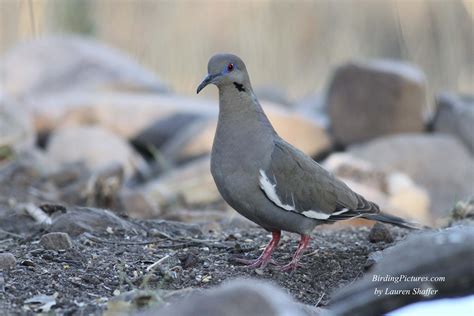 Doves And Pigeons Of Southeast Arizona Birding Pictures
